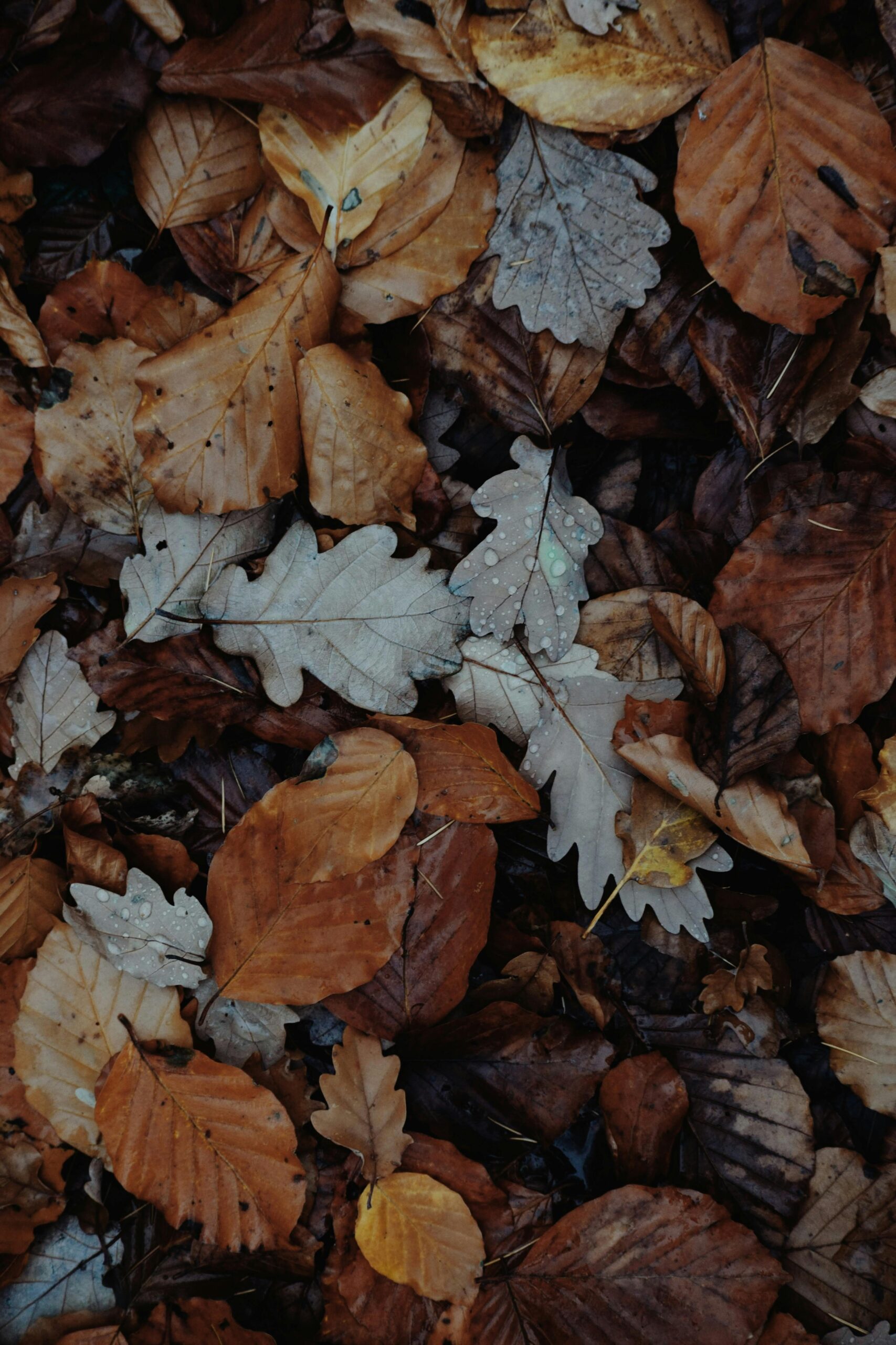 Fallen leaves which is a representation of biodegradable products