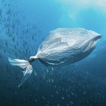 An image show the severity of plastic pollution by depicting a plastic cover as a fish inorder to promote biodegradable products